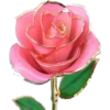 Rosas 14