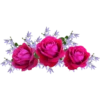 Rosas 15