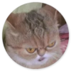 Gatos loucos 11