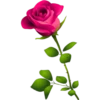 Rosas 16