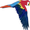 Periquitos (aves) 12