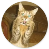 Gatos loucos 12