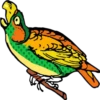 Periquitos (aves) 13