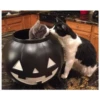 Gatitos haciendo cosas 20