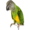Periquitos (aves) 14