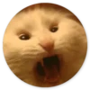 Gatos loucos 14