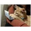 Gatitos haciendo cosas 21