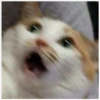 memesrandomig 16