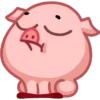 Pig 16