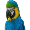 Periquitos (aves) 15