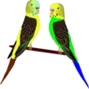 Periquitos (aves) 16
