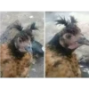 animales ️ #5 20