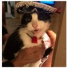Gatitos haciendo cosas 23