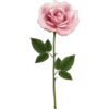 Rosas 19