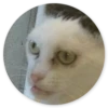 Gatos loucos 19