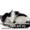 No me iré a dormir hasta
que digas que me
esperas en tus sueños