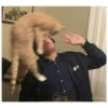 Gatitos haciendo cosas 26