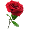 Rosas 21