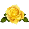 Rosas 22
