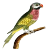 Periquitos (aves) 20