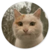 Gatos loucos 25