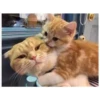 Gatitos haciendo cosas 28
