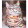 Gatitos haciendo cosas 29