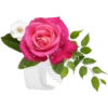 Rosas 25