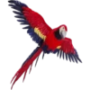 Periquitos (aves) 21