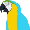 Periquitos (aves) 22