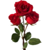 Rosas 26