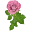 Rosas 27