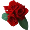Rosas 28