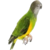 Periquitos (aves) 26