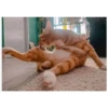 Gatitos haciendo cosas 30