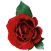 Rosas 29