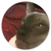 Gatos loucos 27