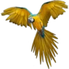 Periquitos (aves) 28