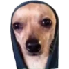 Dog looks 5