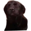 Dog looks 6