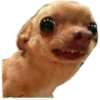 Dog looks 7