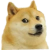 Dog looks 8