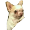 Dog looks 9