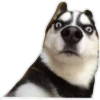 Dog looks 10