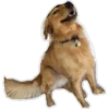 Dog looks 11