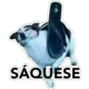 SÁQUESE