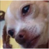 Dog looks 12