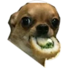 Dog looks 14