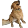 Dog looks 15