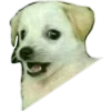 Dog looks 16